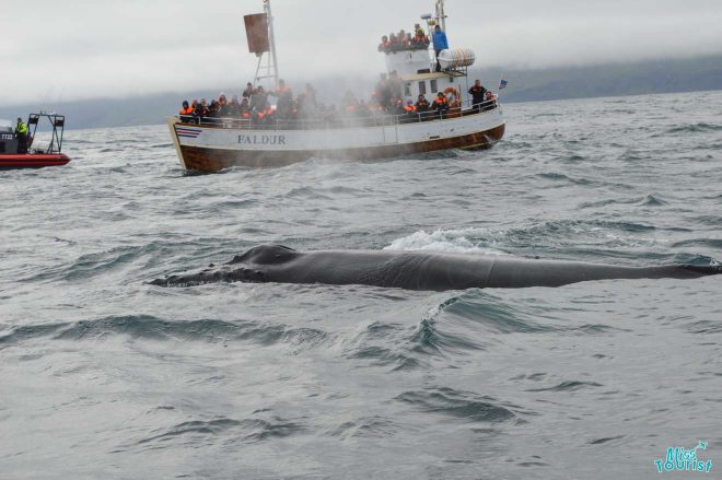 6 Days Guided Tour in a Mini Bus - See the Best of Iceland!